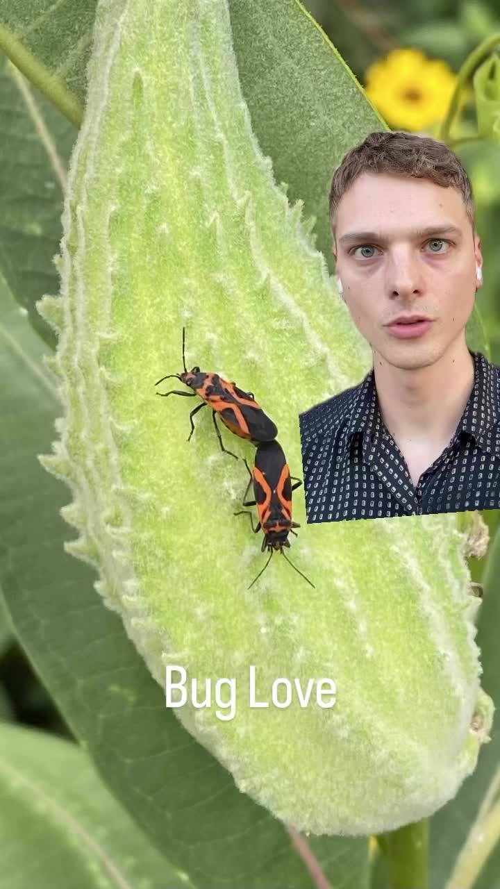 @tautonymph