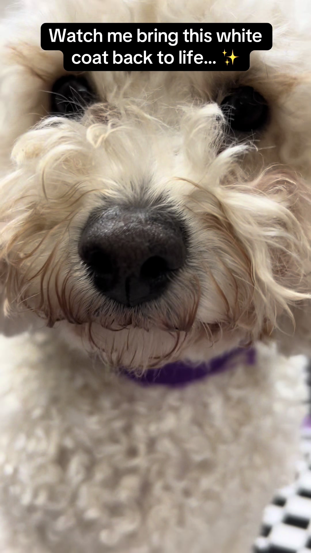 @Poochiepoosdoggrooming