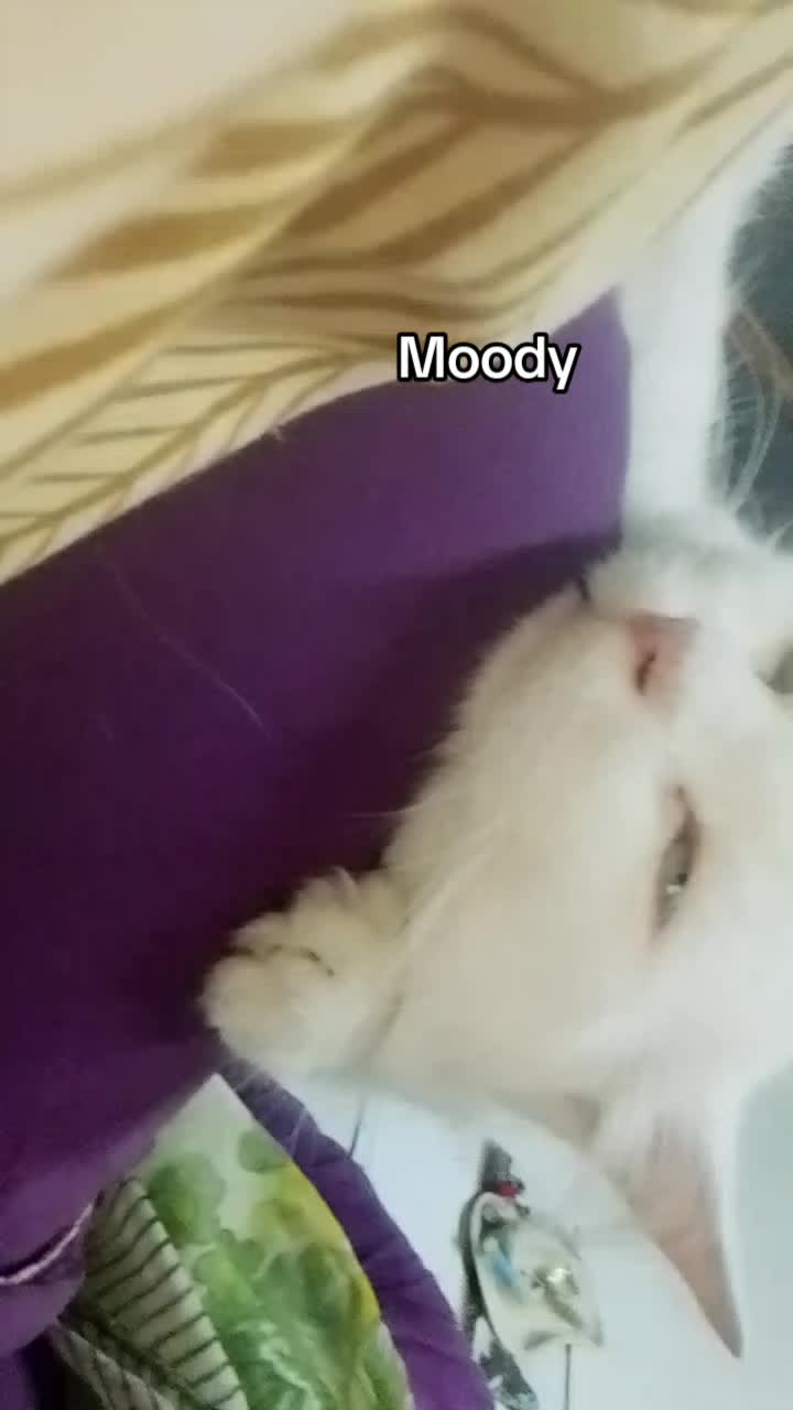 @𝓜𝔂𝓼𝓽𝓮𝓻𝓲𝓸𝓾𝓼 𝓰𝓲𝓻𝓵,