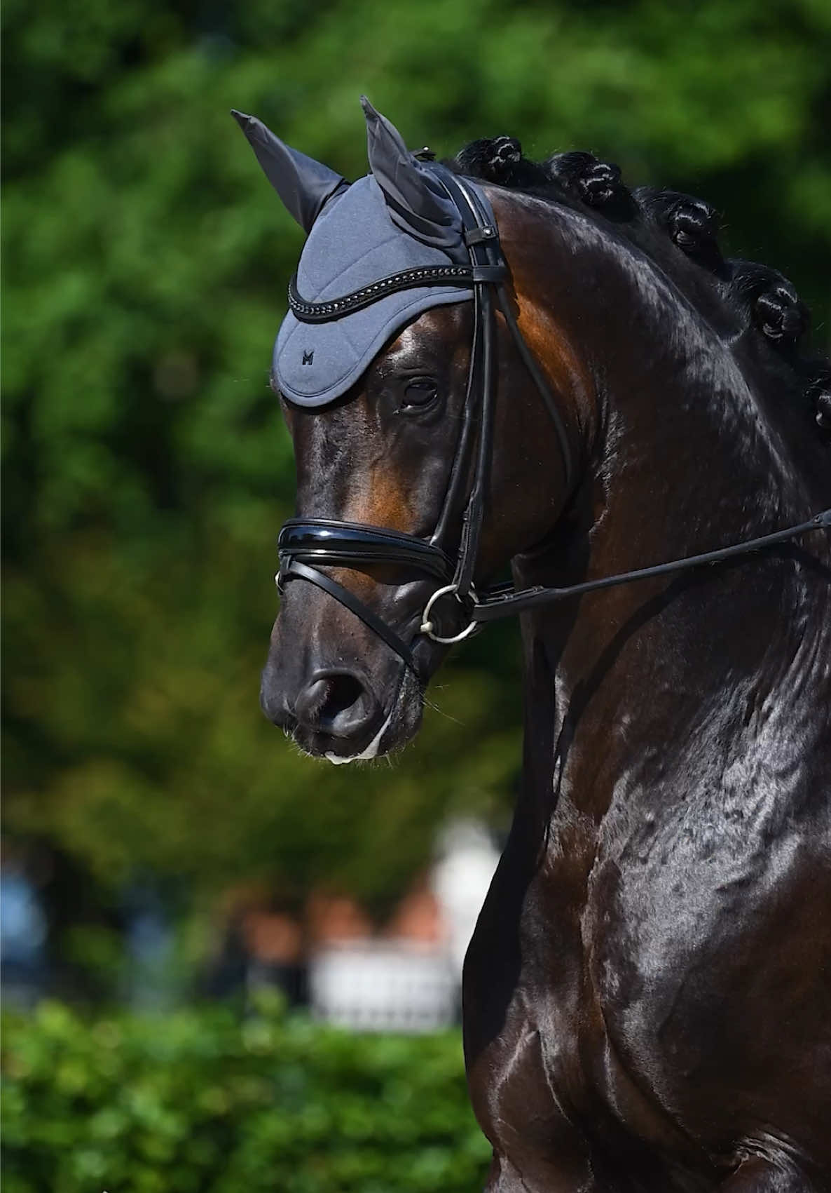 @Maximilian Equestrian