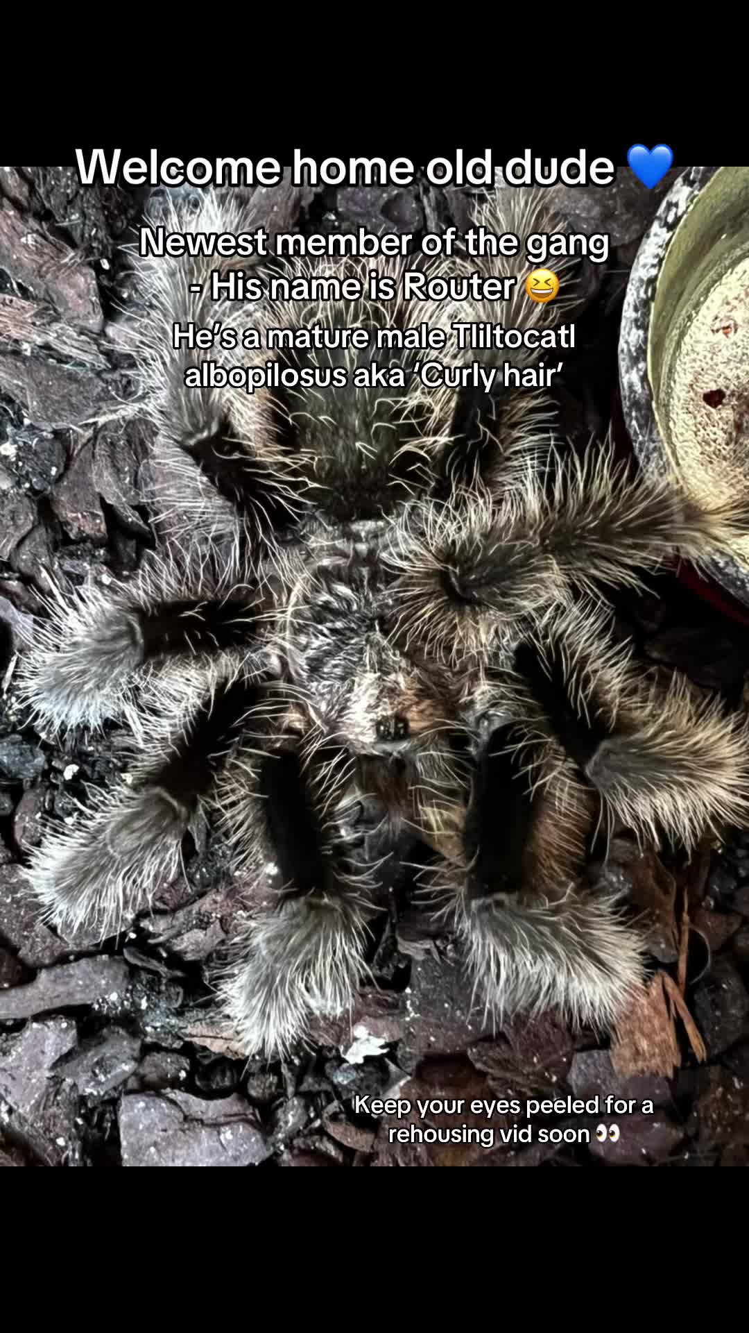 @The Tarantula twins 🕷️