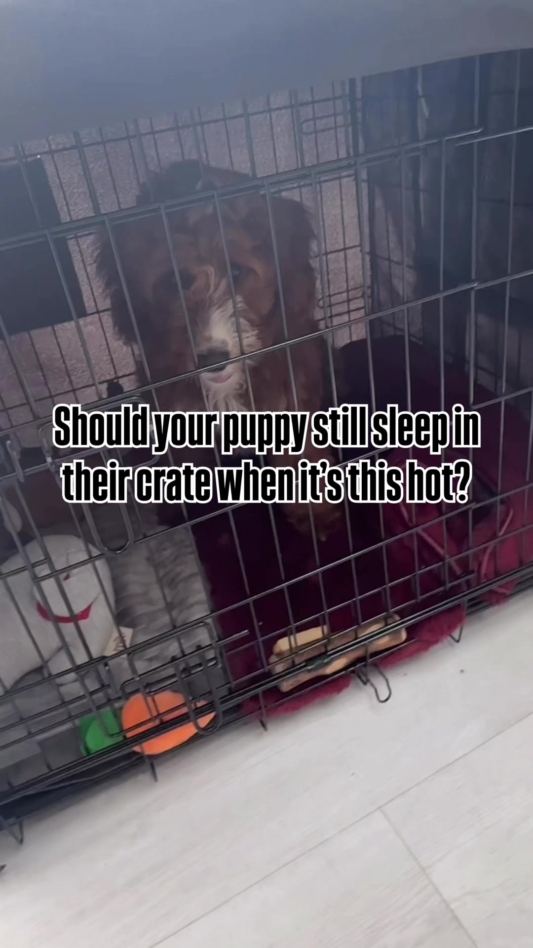 @Sara Professional Dog Trainer