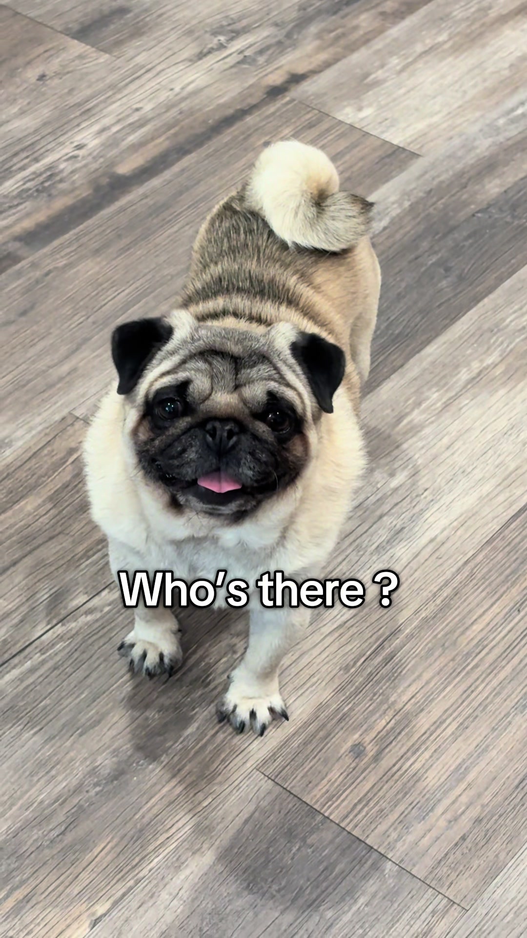 @Rocki the Pug 🐶
