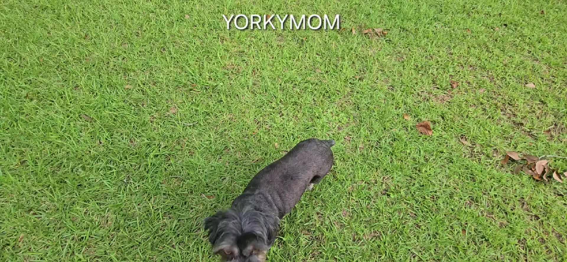 @theYorkymom