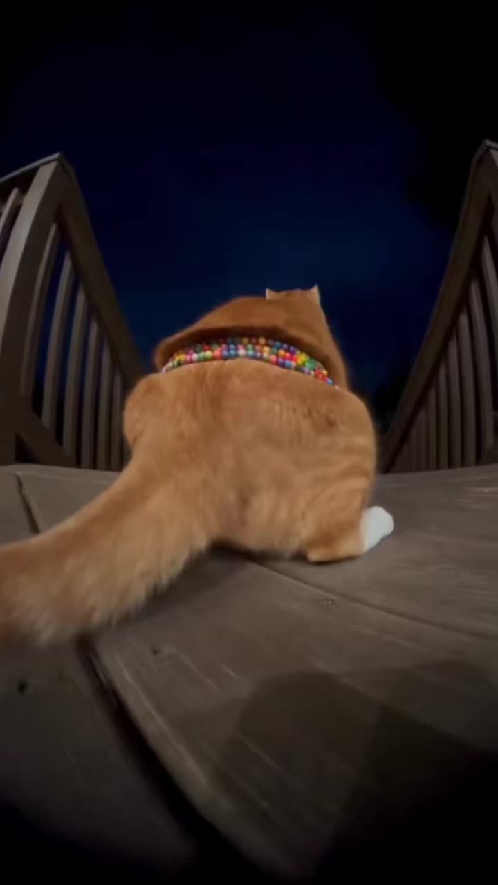 @flaco_S17