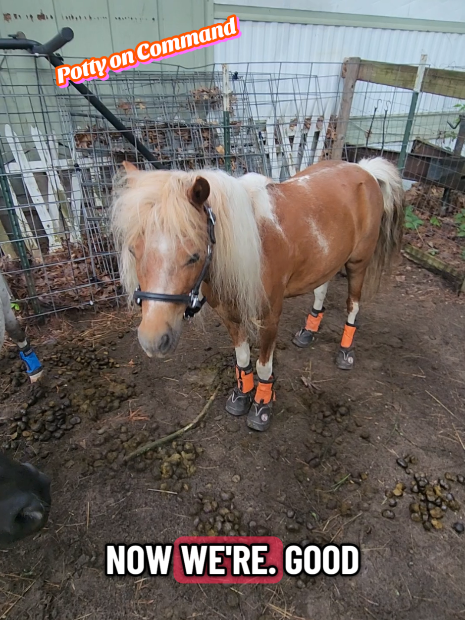 @minihorsemomandtrainer🐴🐴🐴🐴