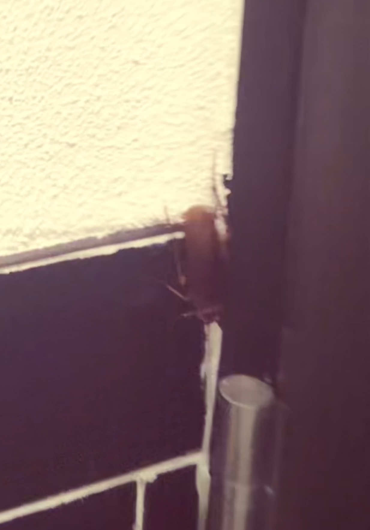 @shar 🦕