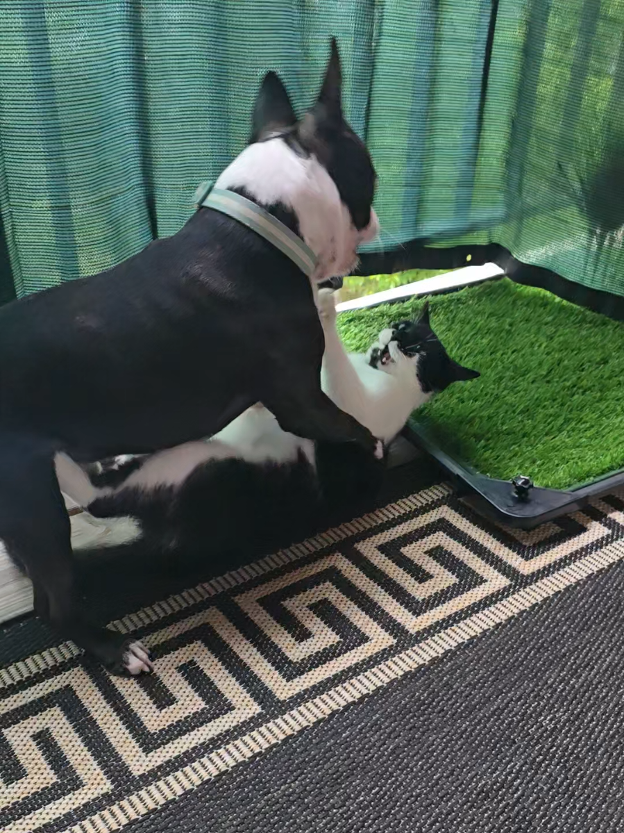 @Sir Leo the Terrier
