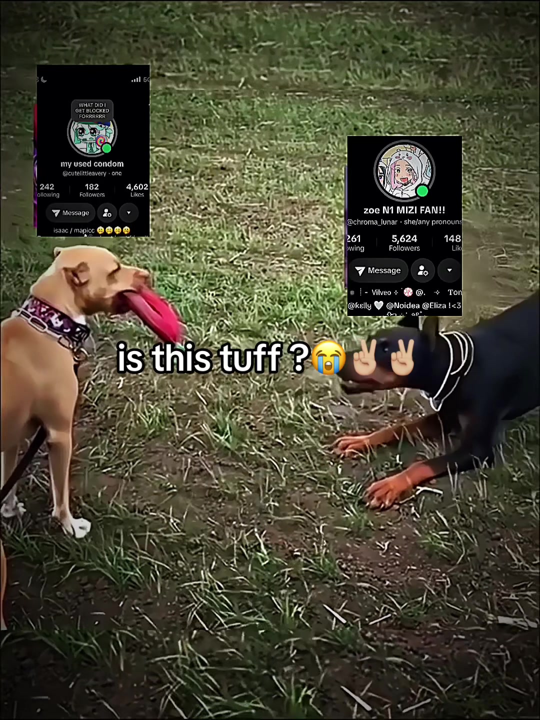 @⌗ ᴜᴢɪ . 🦴🐾