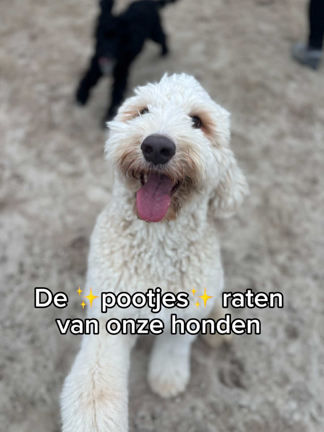 @HuisdierenhotelDeHeggeWeert