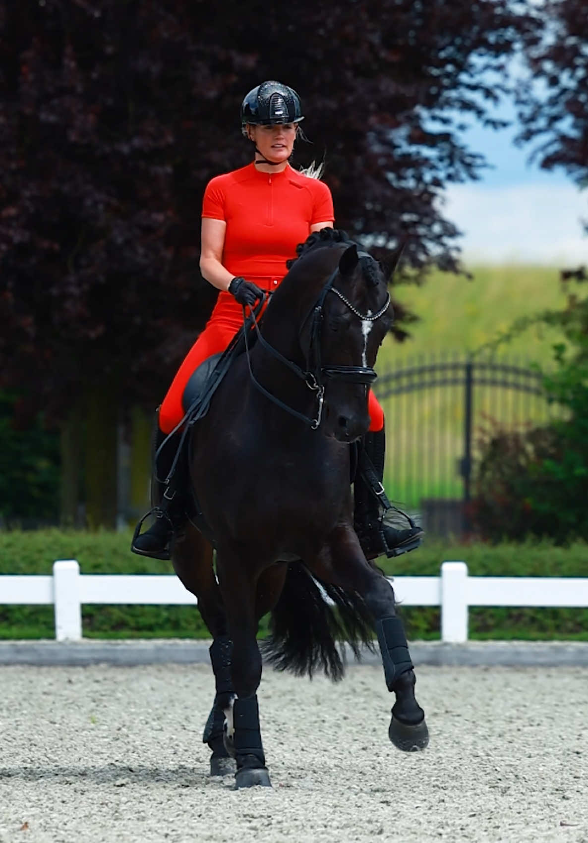 @Maximilian Equestrian