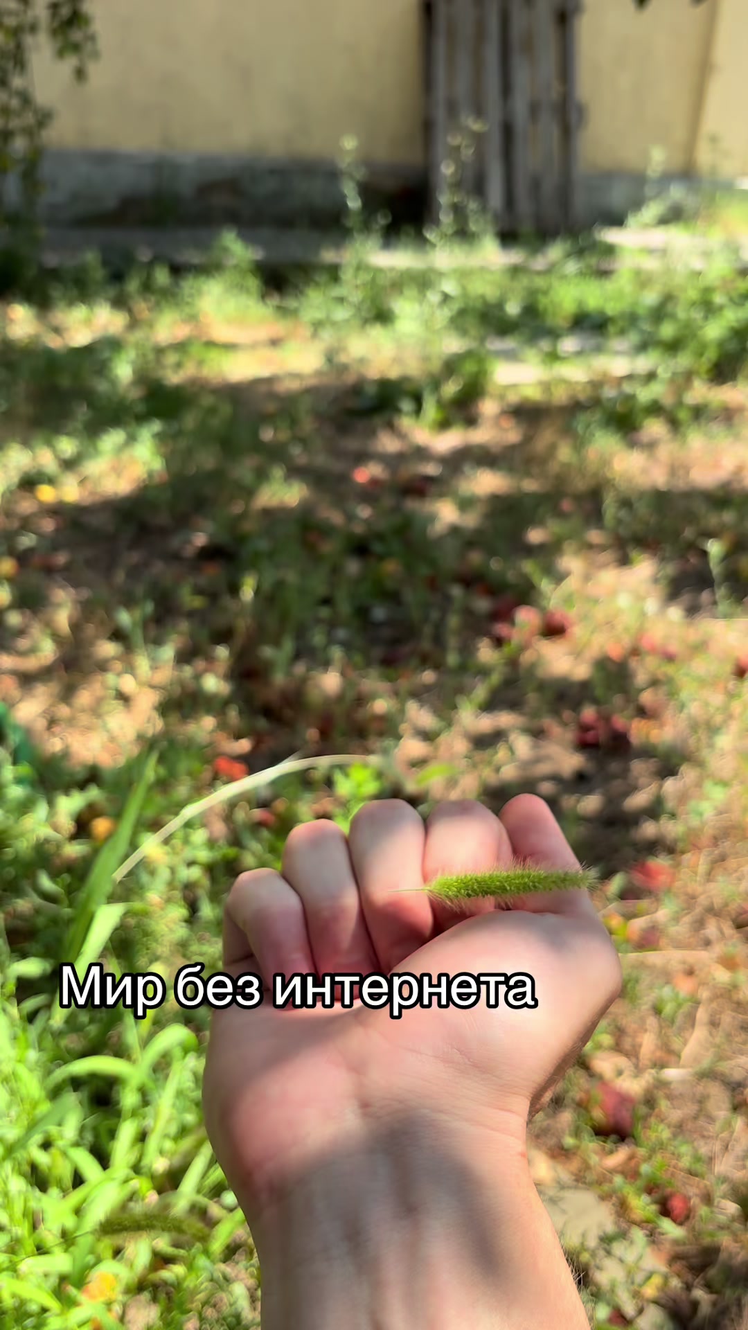 @LIAR VOLF
