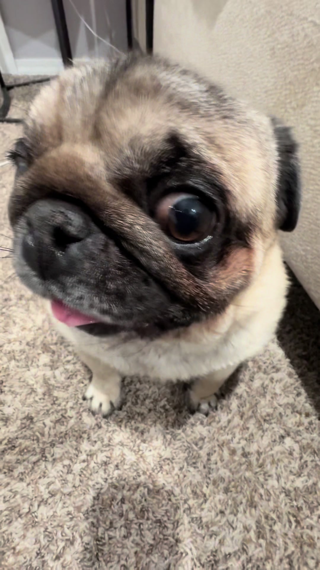 @Rocki the Pug ๐ถ