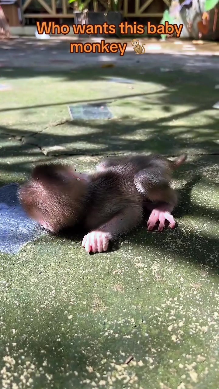 @Baby Monkey Rescue