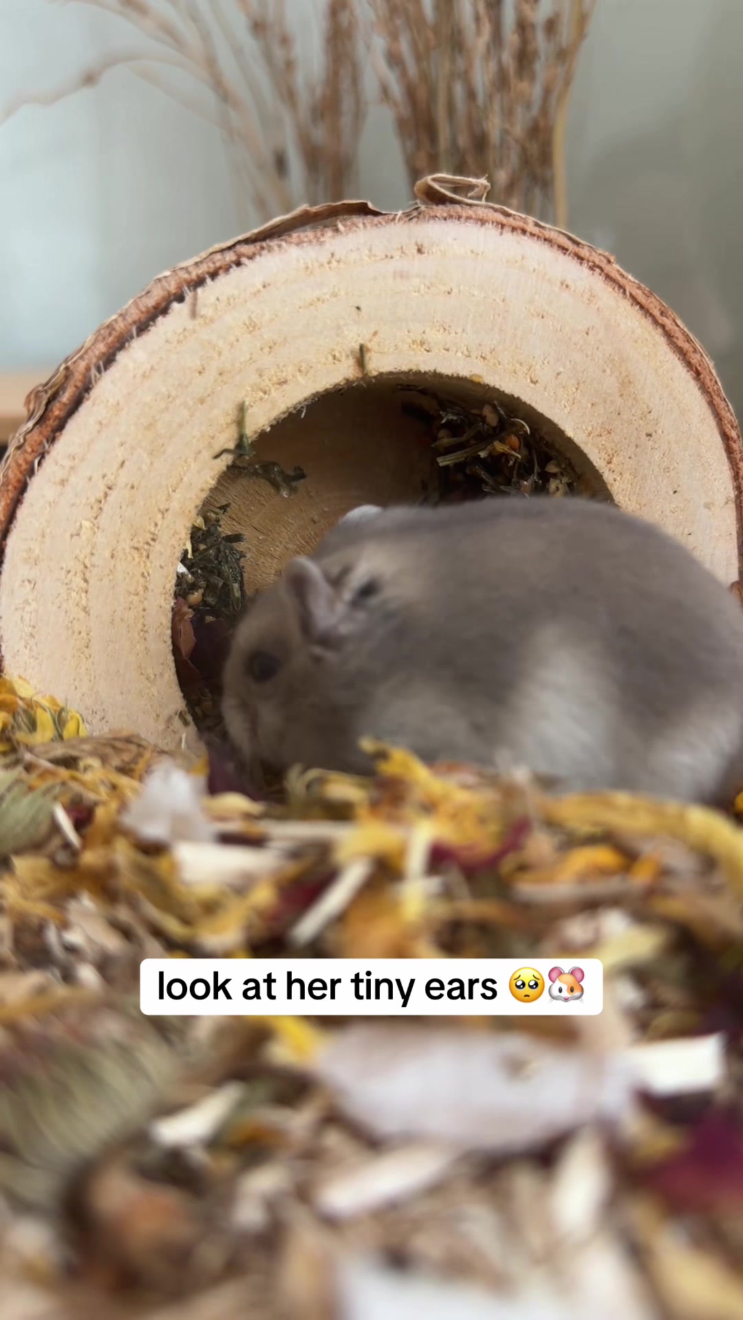 @peanutthehamster1