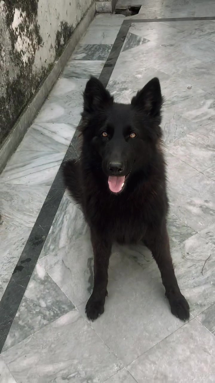 @Black German Shepherd😈