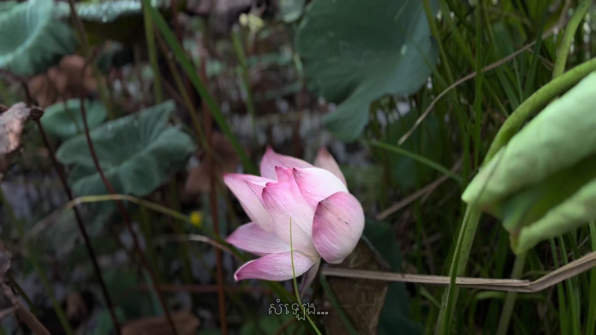 @សំឡេង…