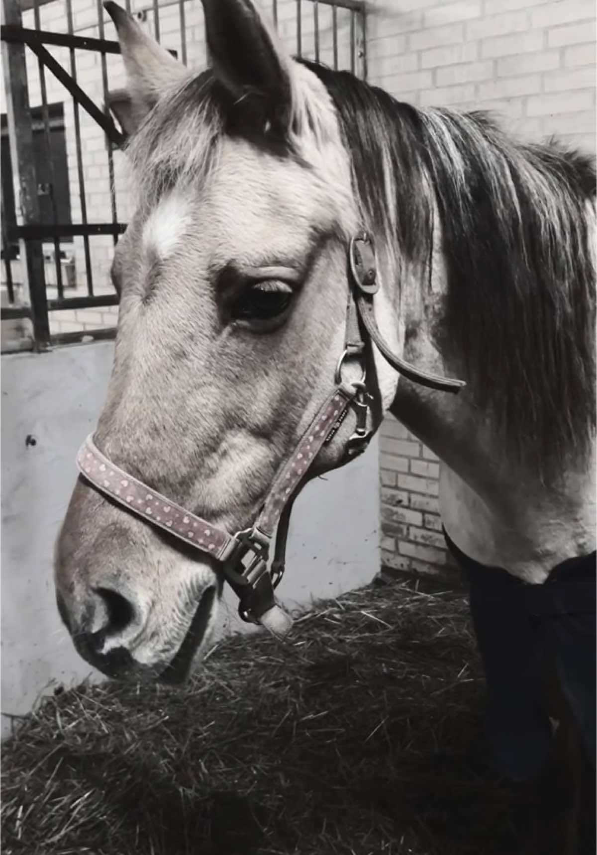 @rask_horses