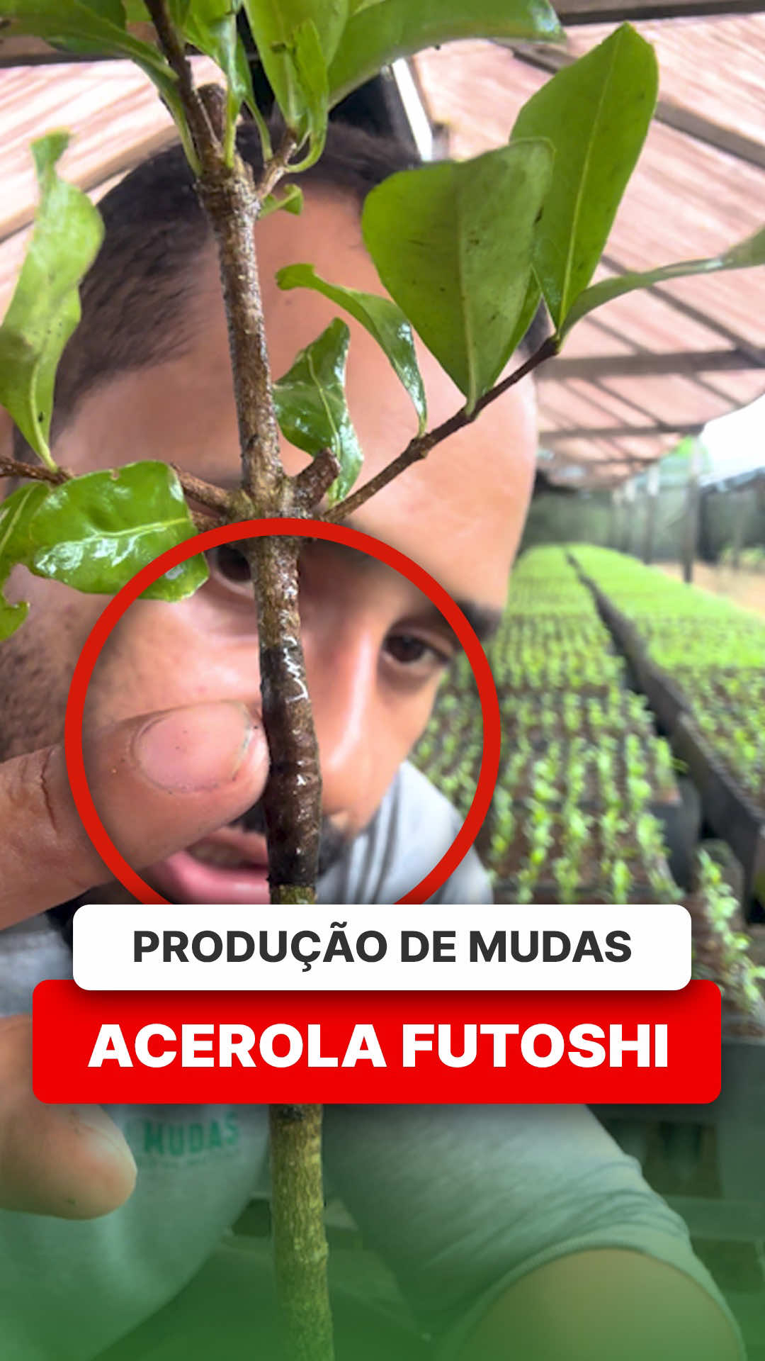 @ViveiroProMudas