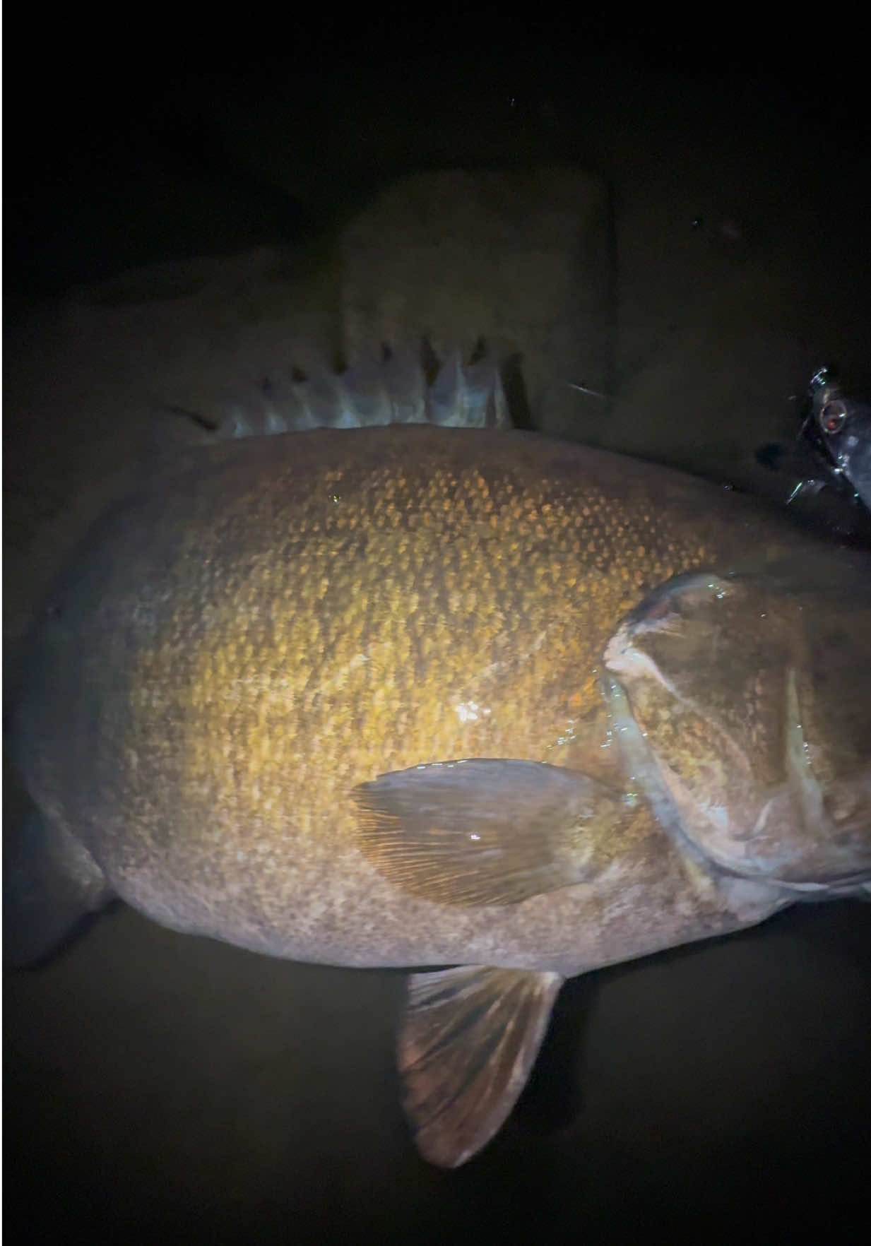 @FishGuy