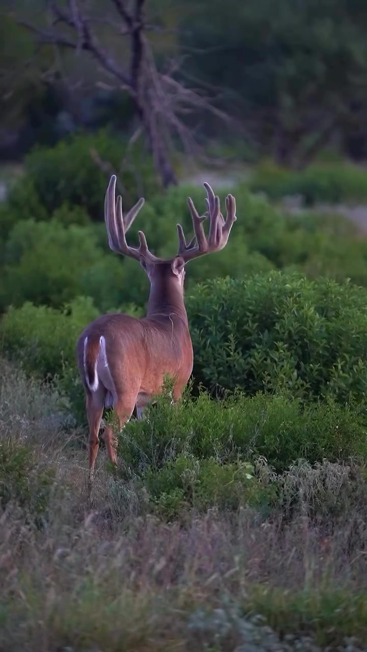 @Buckmasters Outdoors