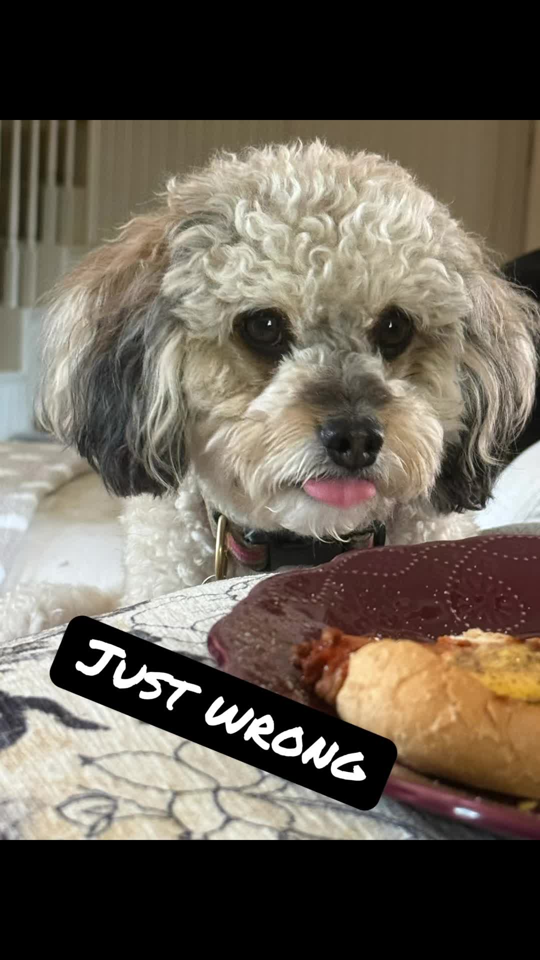 @bigdoodleandlittledoodle