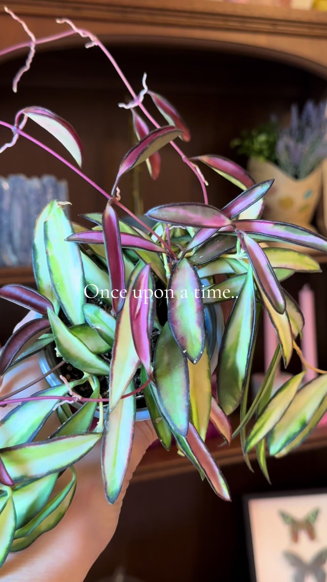 @Emily | Plants + Life