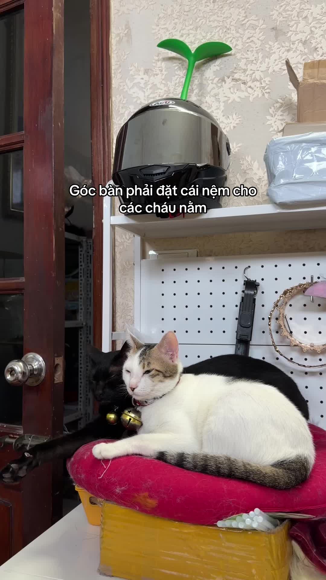 @Zi- Sốp furry tai đu&ocirc;i th&uacute;🐈&zwj;⬛