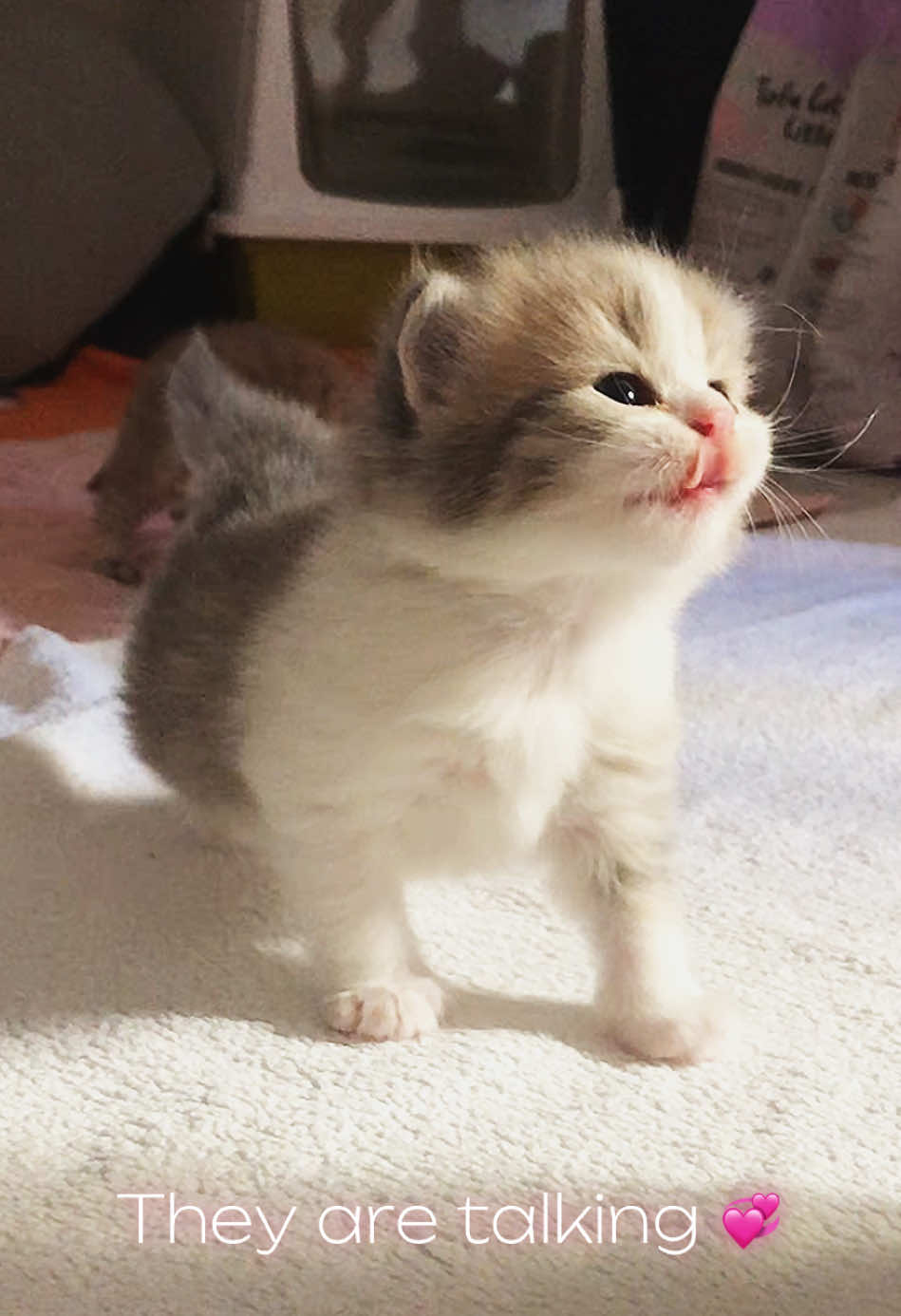 @penka_and_kittens