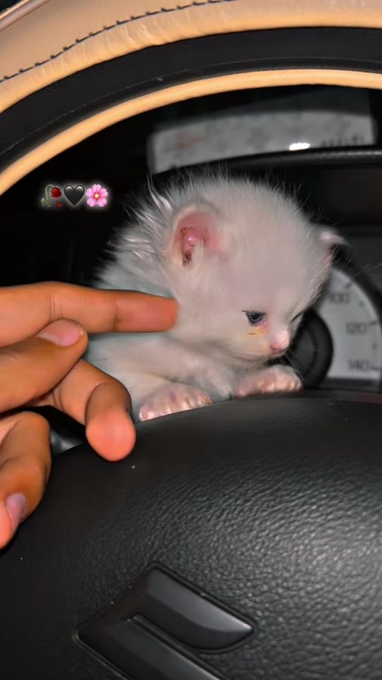 @Rana Faizi 🧸