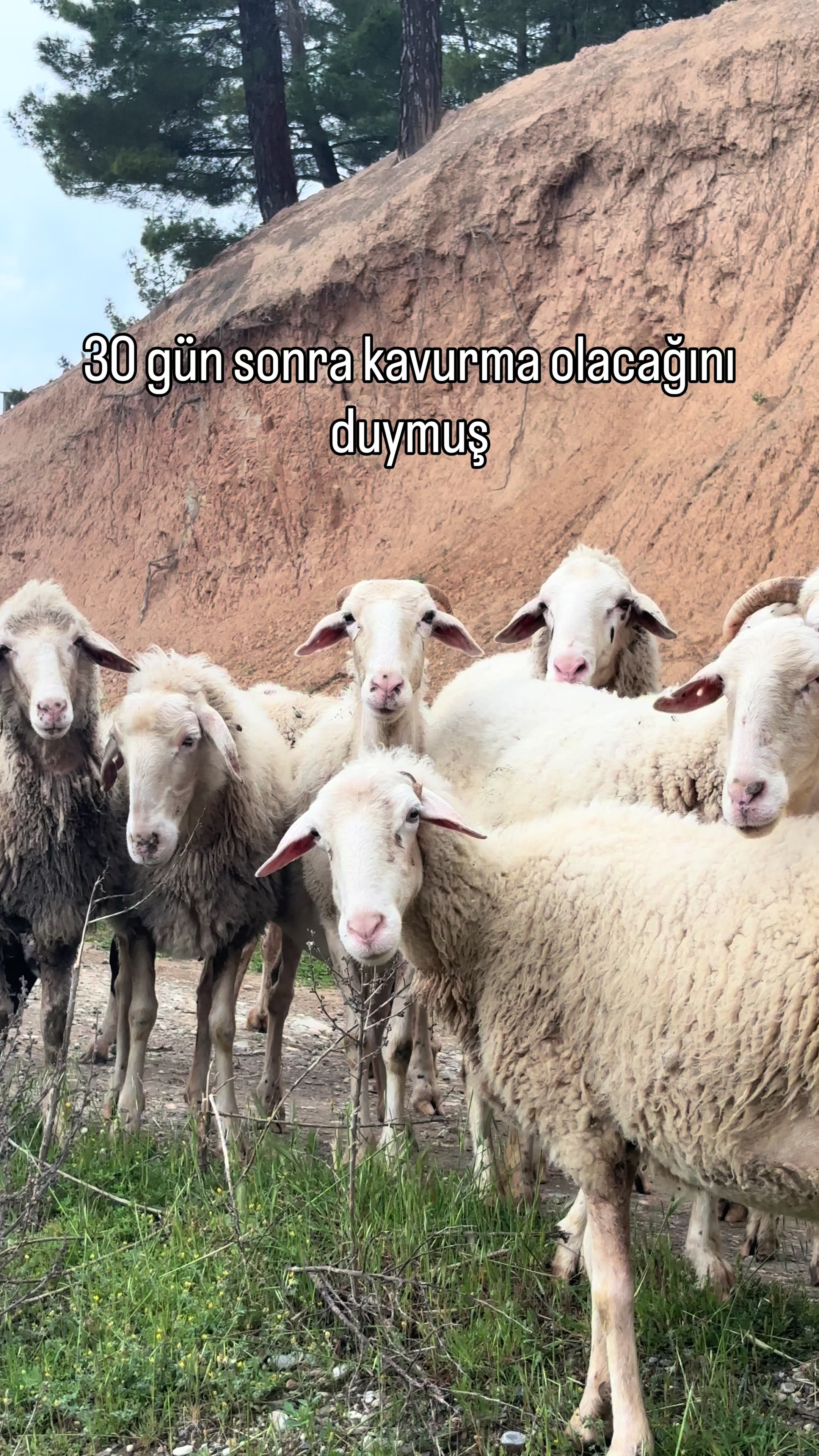 @gezentti