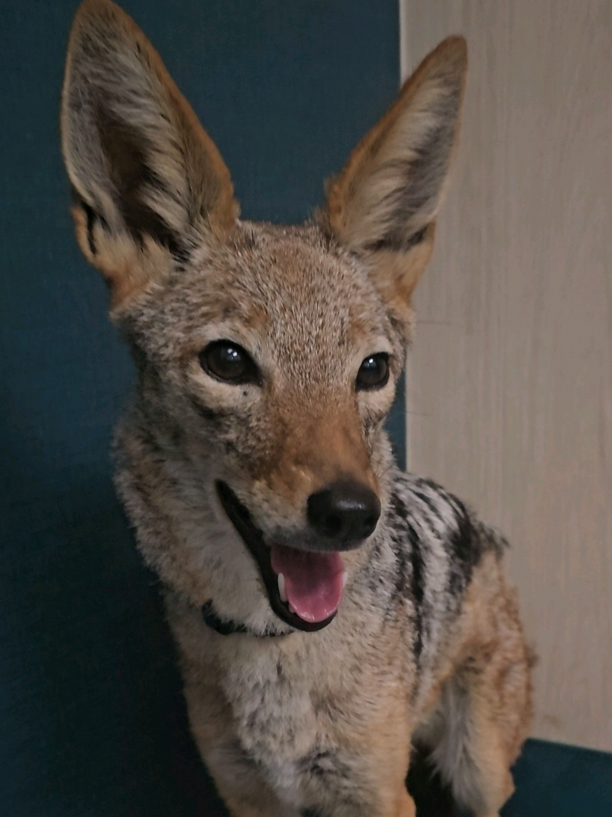 @saveafox