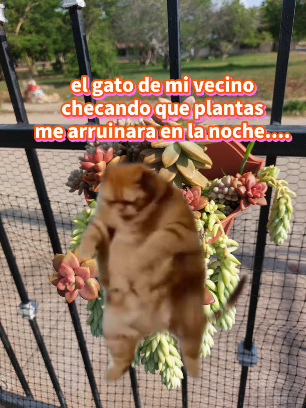 @Encanto Suculento