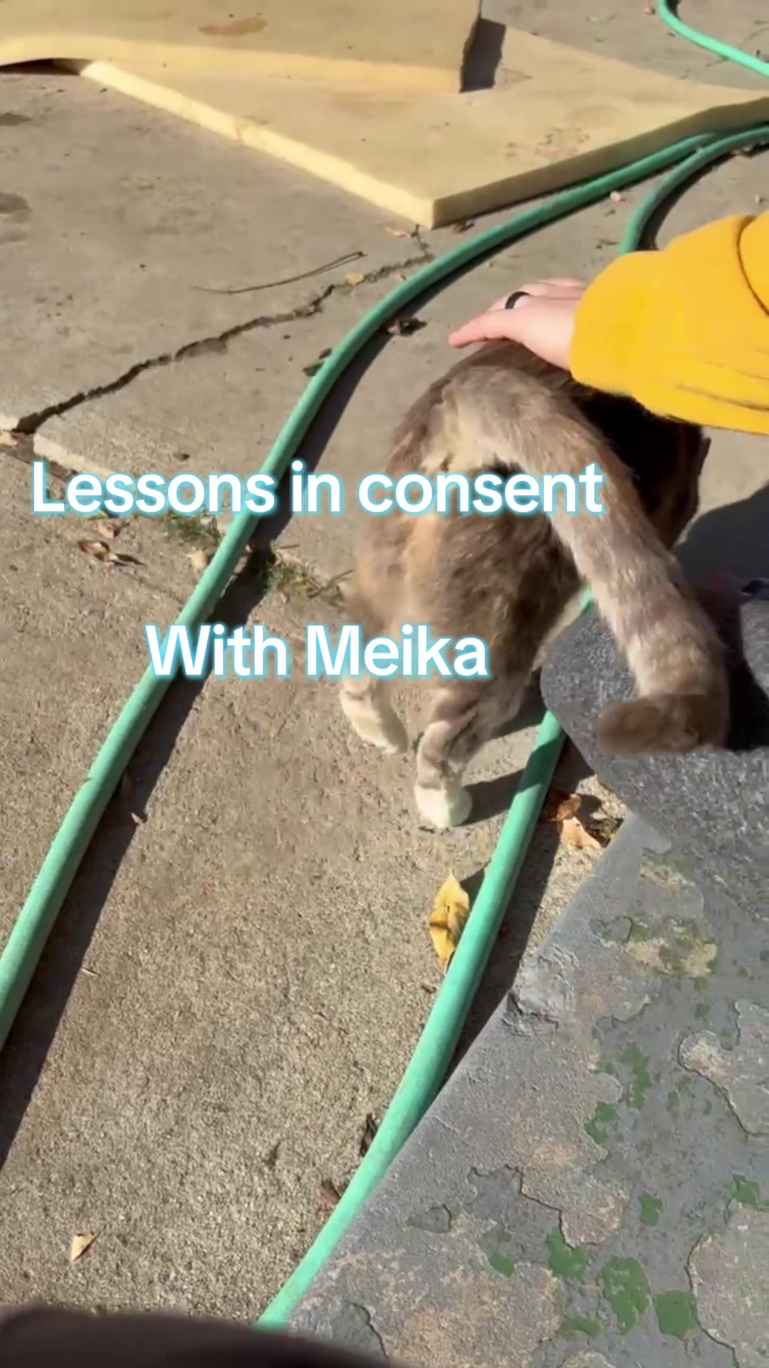 @Pet Mom Things