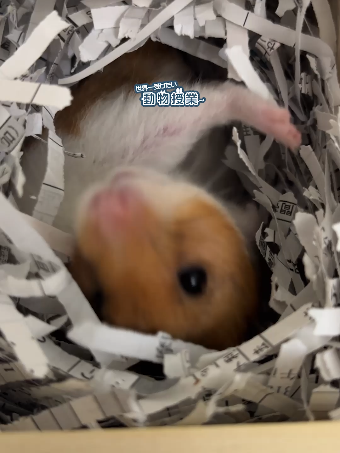@オダガワ動物病院