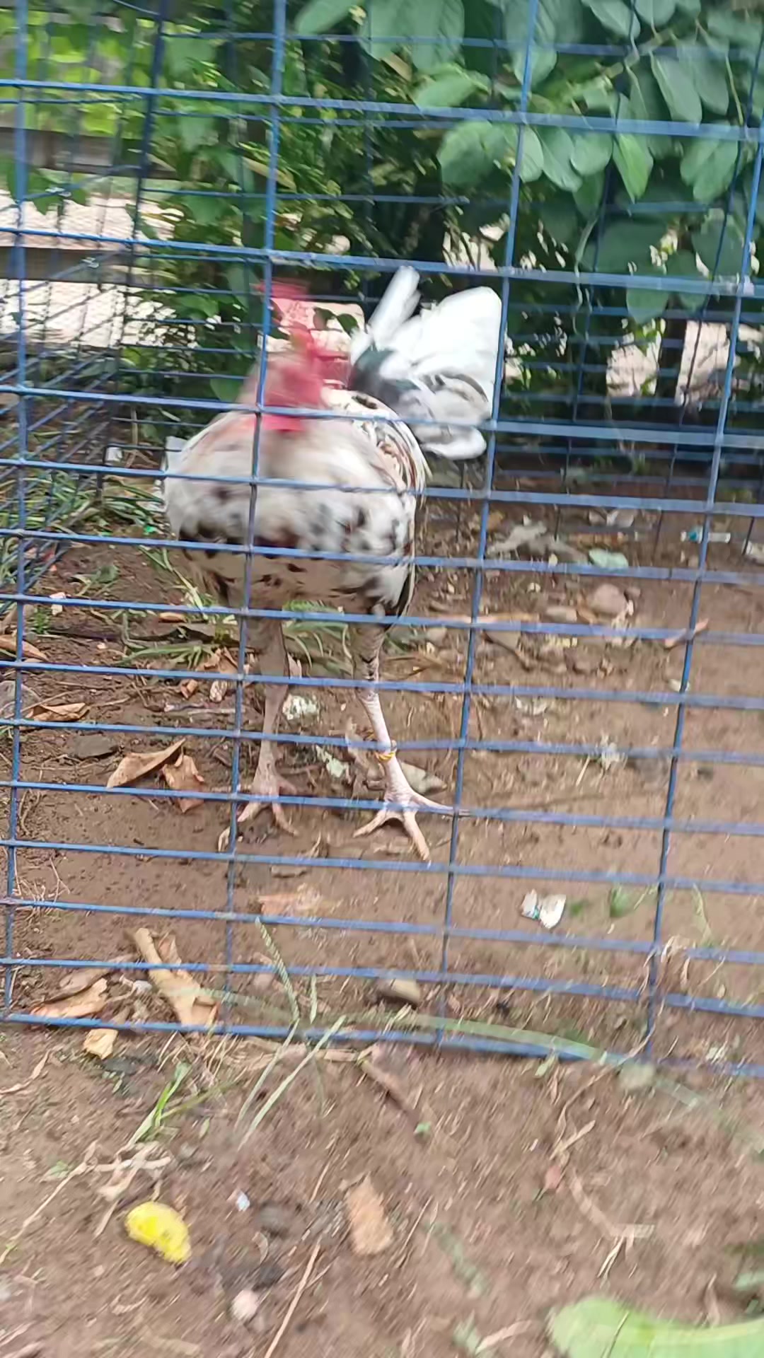 @6ix 2wo 1ne GameBirds