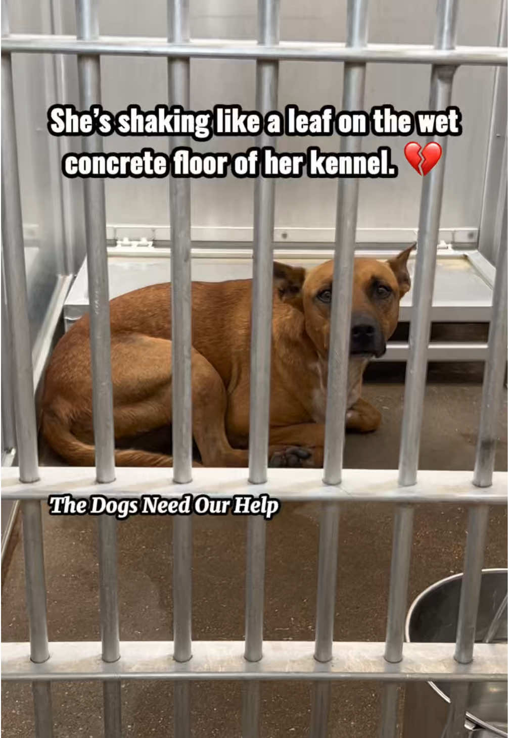 @The Dogs Need Our Help