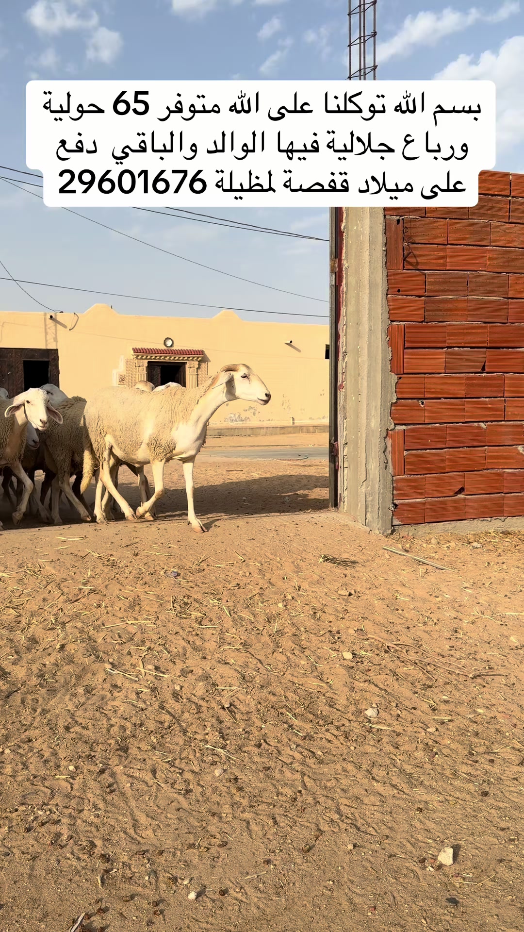 @بلال القفصي لبيع المواشي