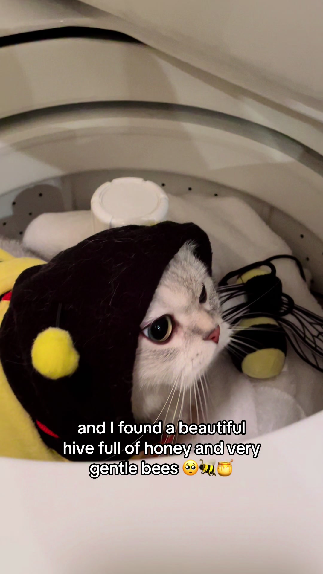 @Ollie the Cat