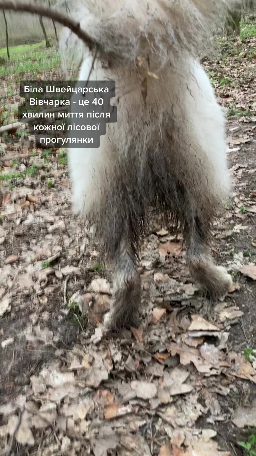 @Птахи, бьордвочинг, орнітолог