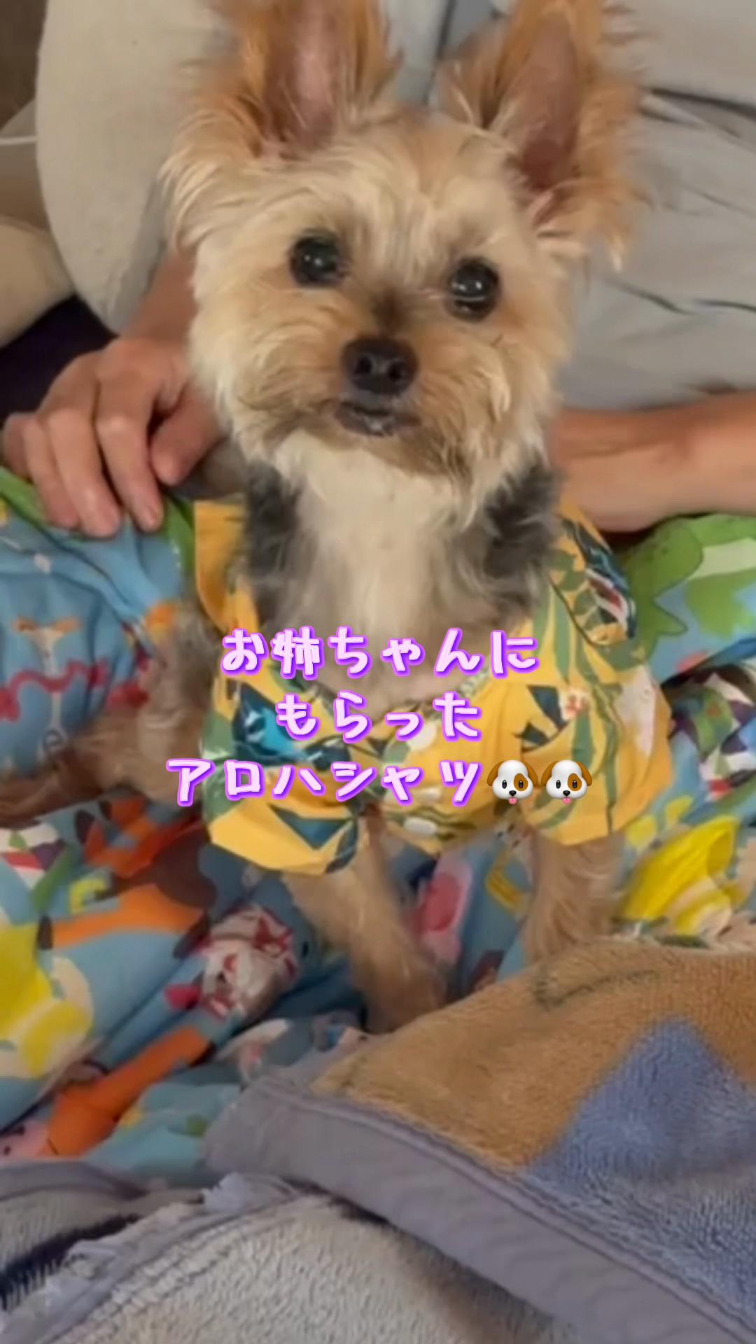 @🎀 ヨーキー のJulie and tia 🎀