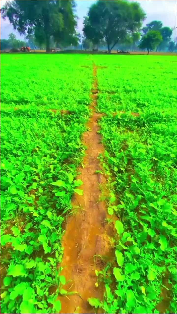 @የማ ልጂ