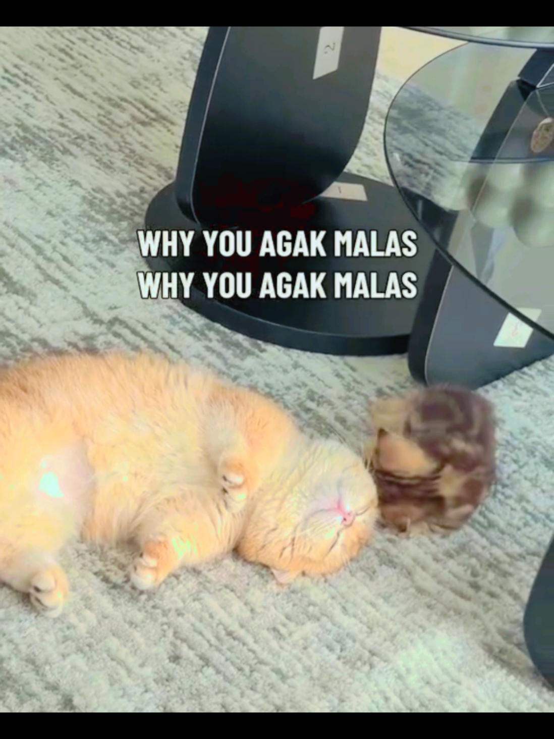 @Kiki