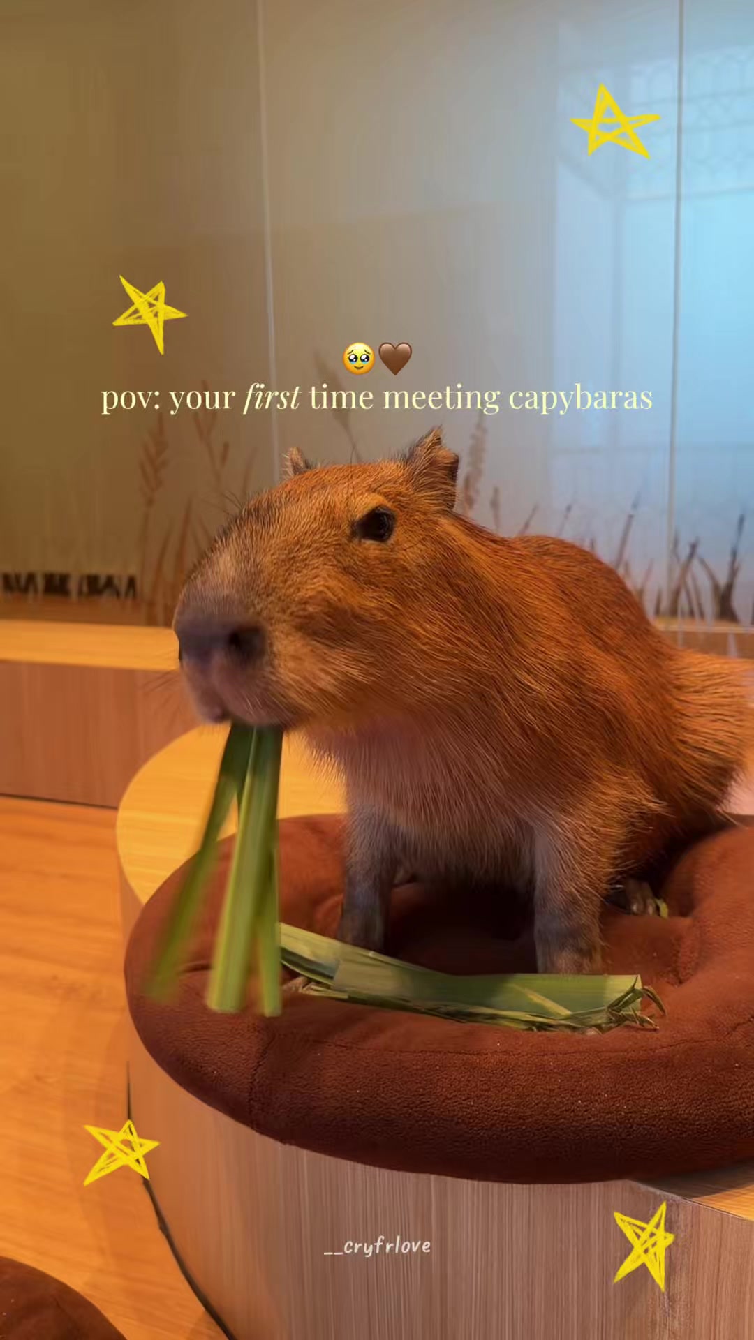 @piyopiyosh