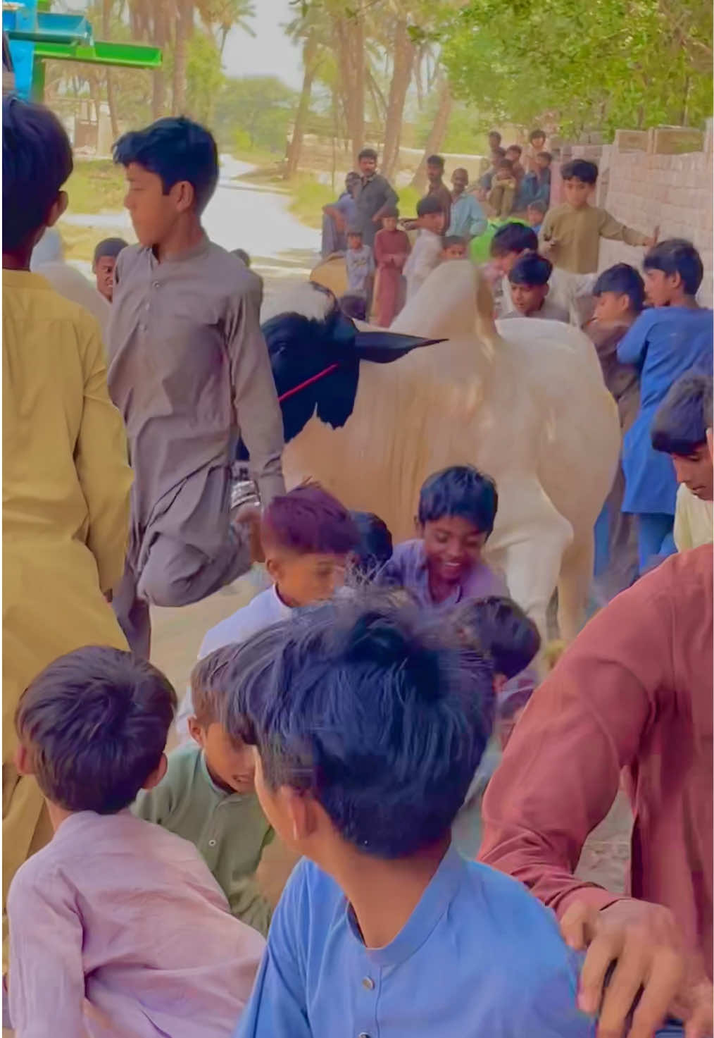 @Ustad Jee Cattle Farm