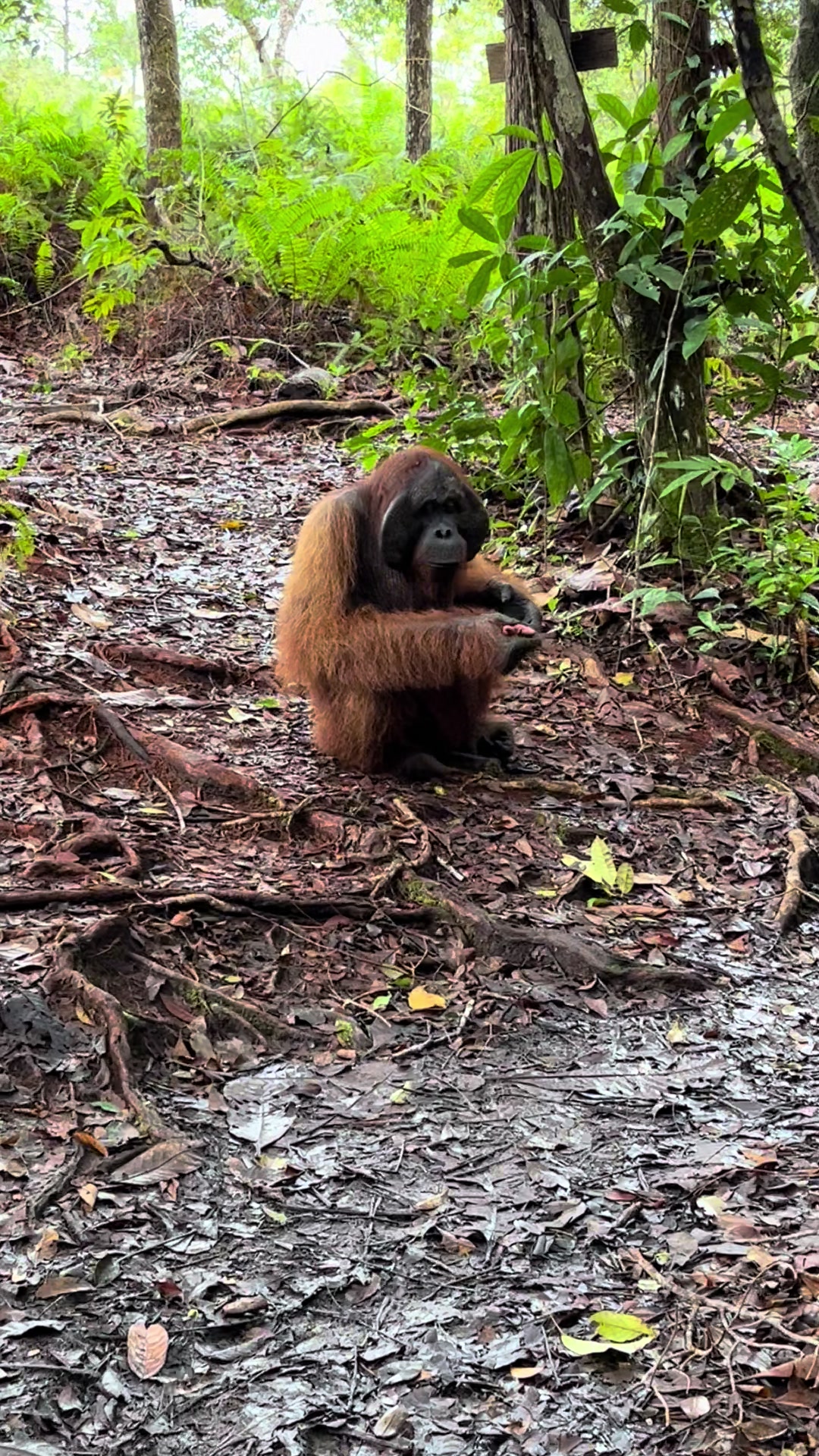 @BORNEORANGUTANSTOUR.