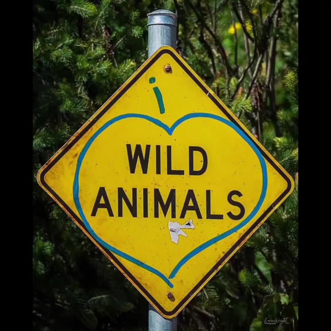 @🌴