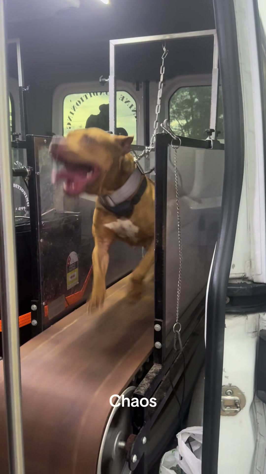 @Canine Conditioning