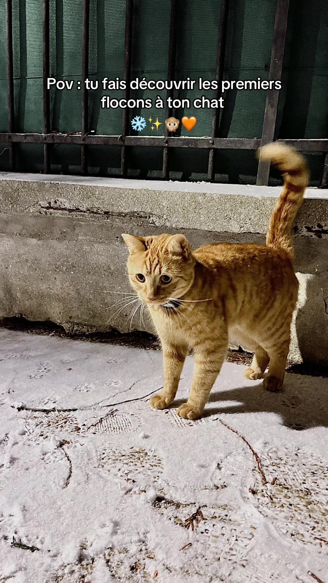 @ℂ𝕙𝕒 & 𝕄𝕚𝕝𝕠 ♈︎ 🐱