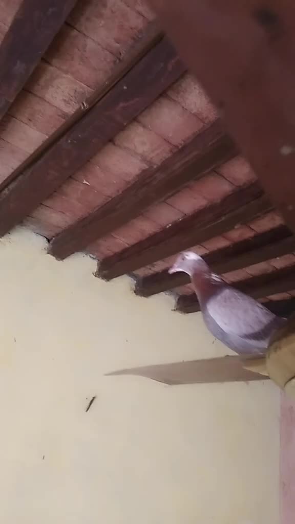 @user392643109488